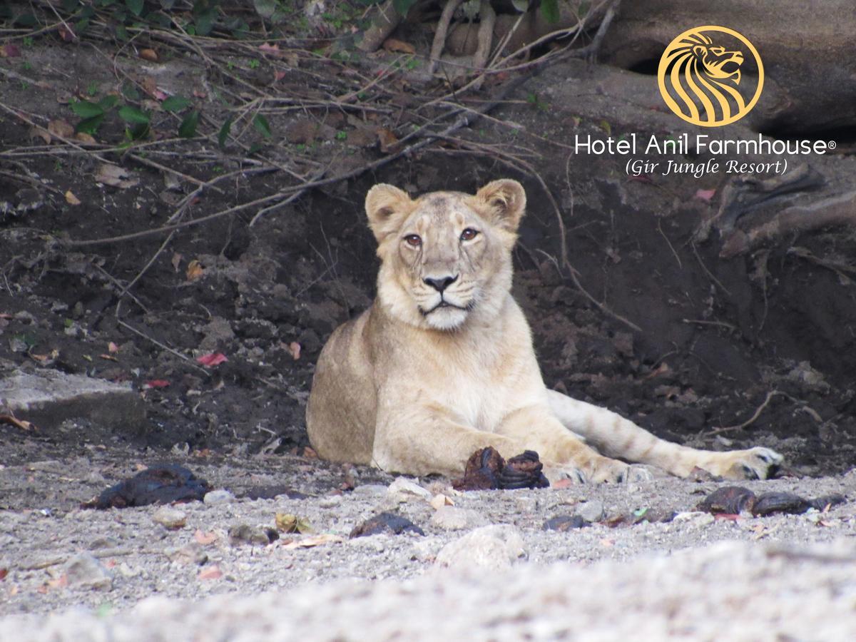 Hotel Anil Farmhouse Gir Jungle Resort Sasan Gir Eksteriør bilde